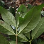 Erythroxylum emarginatum Φύλλο