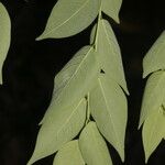 Phyllanthus acuminatus Feuille