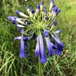 Agapanthus inapertus फूल