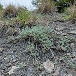 Artemisia campestris Habit