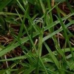 Pennisetum clandestinum Habit