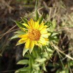 Pentanema spiraeifoliumFlower