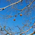 Platanus × hispanica Fruit