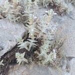 Stachys palaestina Flor