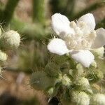 Cnidoscolus angustidens Flower