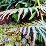 Dryopteris oligodonta Folio