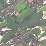 Mimusops caffra Leaf