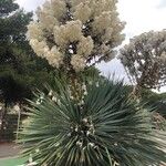 Yucca elata Floare