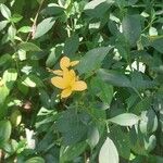 Barleria prionitis Blomst