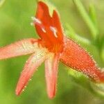 Penstemon pinifolius Flower