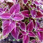 Coleus scutellarioides Leaf