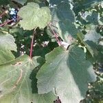 Acer opalus Leaf