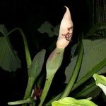 Syngonium schottianum Other