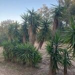 Yucca aloifolia 整株植物