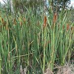 Typha orientalis Habit