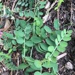 Vicia americana Leaf