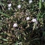 Spergularia rupicola Flower