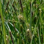 Carex melanostachya Altul/Alta