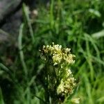 Turritis glabra Λουλούδι