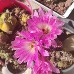 Echinocereus rigidissimus Цветок