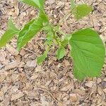 Jacquemontia tamnifolia Blatt