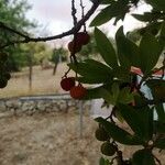 Arbutus × andrachnoides Vili