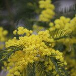 Acacia decurrens Λουλούδι
