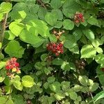 Rubus phoenicolasius Fruit