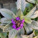 Heliotropium arborescens Flor