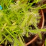 Drosera capensis Blad