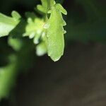 Mauranthemum paludosum Blatt