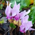 Cyclamen hederifolium Flower