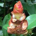 Costus woodsonii Fruit