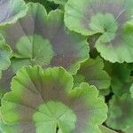 Pelargonium zonale Blad