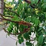 Amorpha fruticosa Blüte