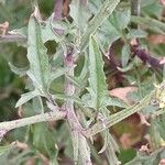 Sisymbrium officinale Leaf