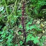 Orobanche hederae Habit