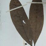 Aniba citrifolia Yaprak