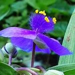 Tradescantia virginiana Flower