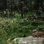 Deschampsia flexuosa Flower