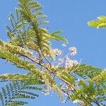 Cassia javanica Costuma