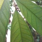 Fusaea longifolia ᱥᱟᱠᱟᱢ