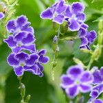 Duranta erecta Floro