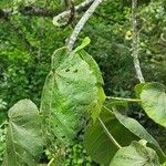 Dombeya pilosa Leaf