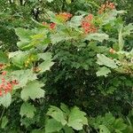 Viburnum opulusFruit