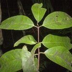 Eugenia latifolia Φύλλο