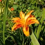 Hemerocallis fulvaKvět