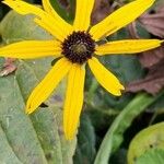 Rudbeckia fulgida Цвят