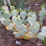 Opuntia macrorhiza Habitus