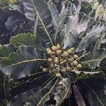 Meryta denhamii Fruto